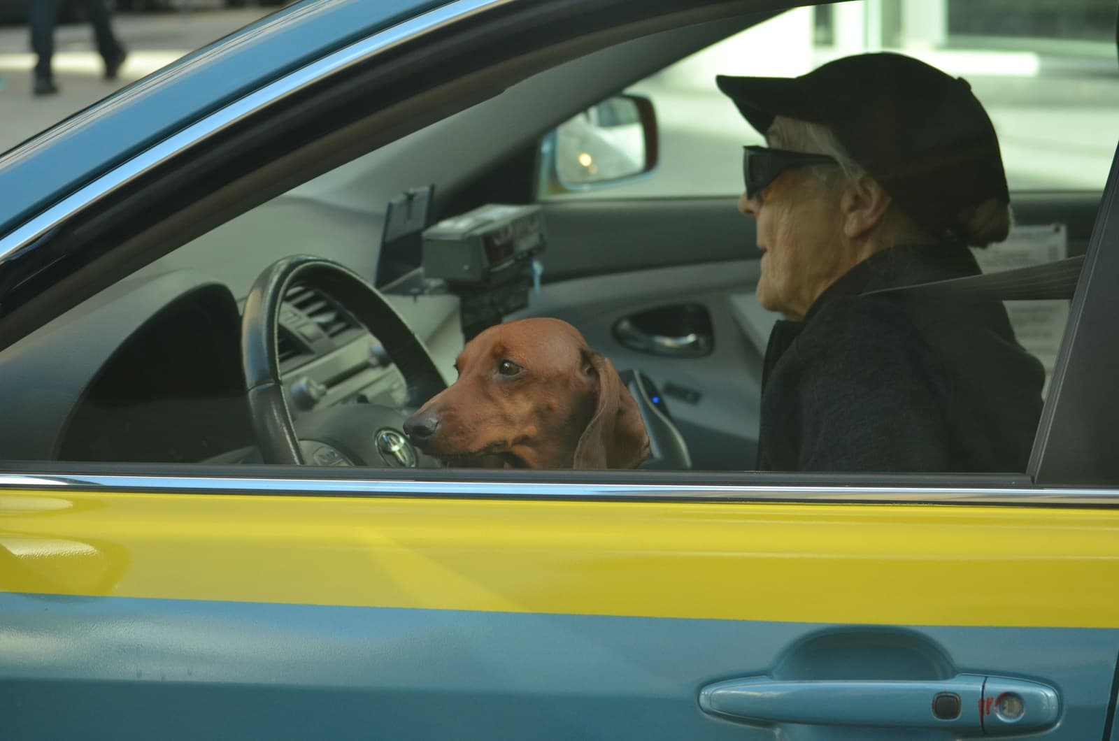 Driver in a black cap with a brown dog riding in the passenger seat